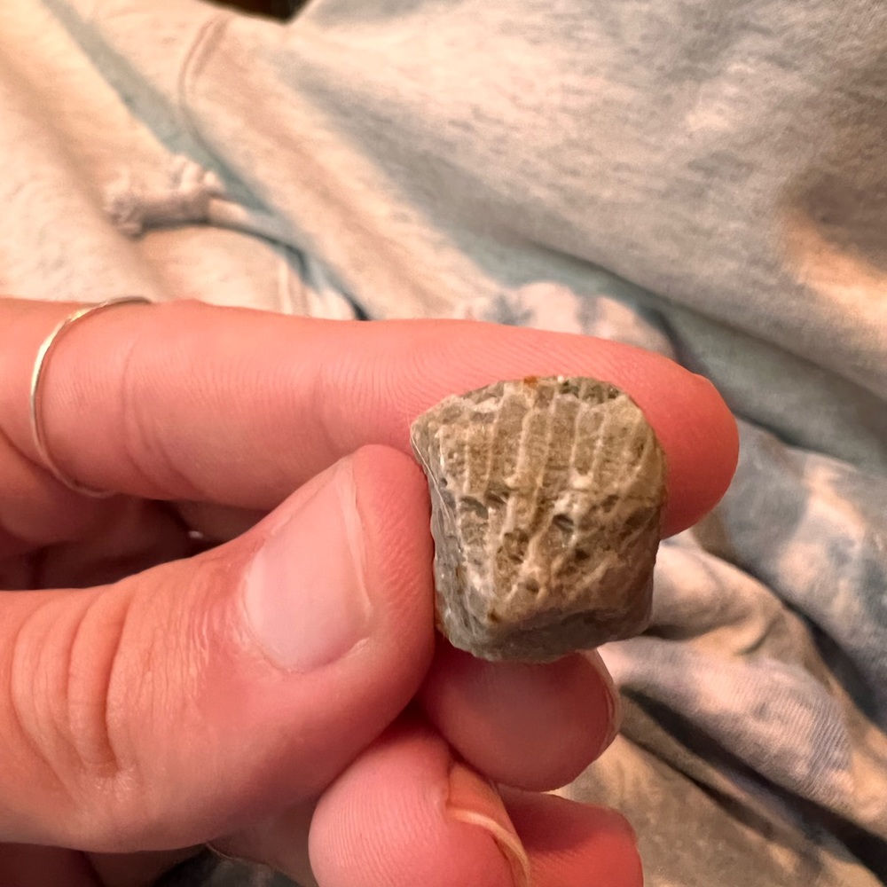 Fossil Coral Piece